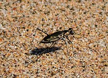 Chaudoirs-Tiger-Beetle - Dek212017 (qisqartirilgan) .jpg