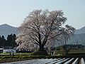 Cherry blossom in Otsubo (Kunitomi Town)