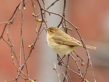 Chiffchaff (Phylloscopus collybita).jpg