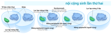 Tập tin:Chloroplast secondary endosymbiosis vi.svg