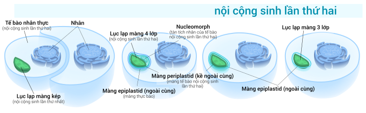 Quá trình nội cộng sinh lần thứ hai là hiện tượng một tế bào tảo nhân thực chuẩn bị hòa hợp (nuốt) bởi một tế bào nhân thực khác, hình thành nên loại lục lạp màng 3 hoặc 4 lớp.