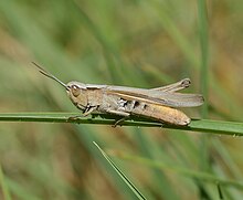 Chorthippus dichrous - inat 22208732.jpg