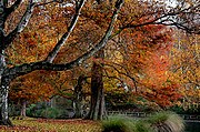 Christchurch Botanic Gardens, 2008.jpg