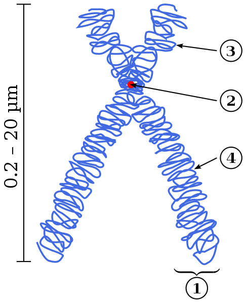 File:Chromosome.svg
Description	
Čeština: Stavba chromosomu (schématicky). (1) = chromatida, (2) = centromera, (3) = krátké raménko, (4) = dlouhé raménko
Deutsch: Schema eines Chromosoms: 1. Chromatid, 2. Centromer (auch Spindelfaseransatzstelle genannt), der Punkt, an dem sich die beiden Chromatiden berühren, 3. Kurzer Arm. (p-Arm), 4. Langer Arm. (q-Arm). Entsprechend der üblichen Darstellung in der Cytogenetik ist der kurze Arm oben, der lange unten.
English: Scheme of a Chromosome. (1) Chromatid. One of the two identical parts of the chromosome after S phase. (2) Centromere. The point where the two chromatids touch, and where the microtubules attach. (3) Short (p) arm (4) Long (q) arm. In accordance with the display rules in Cytogenetics, the short arm is on top.
日本語: 染色体: (1) 染色分体:染色体に含まれる2つの同一の部分のうちの片方 (2) セントロメア: 2つの染色分体が接合する場所で、ここに微小管が結合する (3) 短腕 (4) 長腕
Nederlands: Afb. 1. Chromosoom: 1. Chromatide, 2. Centromeer, 3. Korte arm, 4. Lange arm
Français : Schéma d'un chromosome métaphasique : (1). Chromatide. Présence d'une molécule d'ADN dans une chromatide. (2). Centromère. Région du chromosome au niveau de laquelle les deux chromatides - donc les deux molécules d'ADN - sont "liées" l'une à l'autre. (3). Bras court (4). Bras long. Conformément aux conventions de représentation, le bras court a été positionné dans la partie supérieure.
Date	26 November 2008, 13:50 (UTC)
Source	Own work based on: Chromosome-upright.png
Author	File:Chromosome-upright.pngOriginal version: Magnus Manske, this version with upright chromosome: User:Dietzel65Vector: derivative work Tryphon
Permission
(Reusing this file)	
I, the copyright holder of this work, hereby publish it under the following license:
GNU head	Permission is granted to copy, distribute and/or modify this document under the terms of the GNU Free Documentation License, Version 1.2 or any later version published by the Free Software Foundation; with no Invariant Sections, no Front-Cover Texts, and no Back-Cover Texts. A copy of the license is included in the section entitled GNU Free Documentation License.
w:en:Creative Commons
attribution share alike	This file is licensed under the Creative Commons Attribution-Share Alike 3.0 Unported license.	
You are free:
to share – to copy, distribute and transmit the work
to remix – to adapt the work
Under the following conditions:
attribution – You must give appropriate credit, provide a link to the license, and indicate if changes were made. You may do so in any reasonable manner, but not in any way that suggests the licensor endorses you or your use.
share alike – If you remix, transform, or build upon the material, you must distribute your contributions under the same or compatible license as the original.
This licensing tag was added to this file as part of the GFDL licensing update.