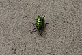* Nomination Jewel bugs (Chrysocoris stollii) near Patiala, Punjab, India --Satdeep Gill 02:30, 26 February 2018 (UTC) * Decline Noise and some CA --Daniel Case 03:31, 6 March 2018 (UTC)