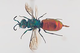 Chrysura hirsuta