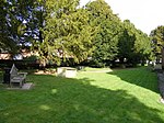 St Mary's Churchyard in Overton and one of its Yew Trees.