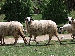 Churra sheep.jpg