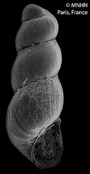 Thumbnail for Cima (gastropod)