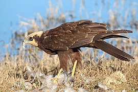 Circus aeruginosus feeding 2013.jpg