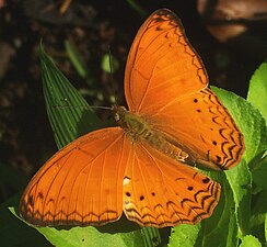 The Phalantha phalantha, or common leopard butterfly, is found in Sub-Saharan Africa and South Asia.