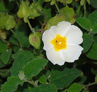 <i>Cistus salviifolius</i> Species of flowering plants in the rock rose family Cistaceae
