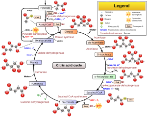 Citric acid cycle with aconitate 2.svg