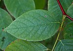 Thumbnail for File:Cladrastis kentukea Yellowwood Top Leaf 2850px.jpg