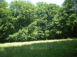 Image illustrative de l’article Forêt du Parc de Saint-Quentin
