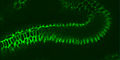 Tinguidura con anticorpos anticlaudinas nun embrión de Drosophila.