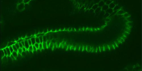 Coloration par un anticorps fluorescent anti-claudine chez l'embryon de Drosophila melanogaster, au stade 16 : épithélium de la partie postérieure de l'intestin, et localisation d'une des quatre claudines de la drosophile dans une jonction septate.