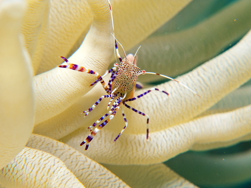 File:Cleaner Shrimp - Curaçao, Caribbean Sea.jpg