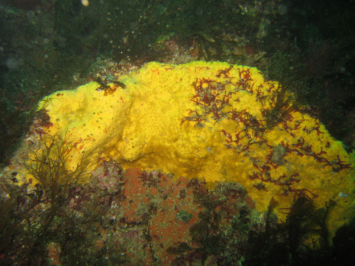 Sponge - Wikipedia