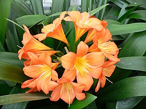 Beskrivelse av Clivia miniata1.jpg-bildet.