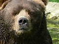Closeup kodiak bear male.JPG