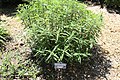 Dwarf Mexican Bush Sage Salvia leucantha 'Santa Barbara'