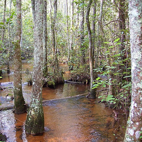 Coastal Plain stream in Georgia