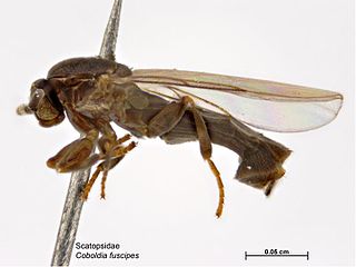 <i>Coboldia fuscipes</i> Species of fly