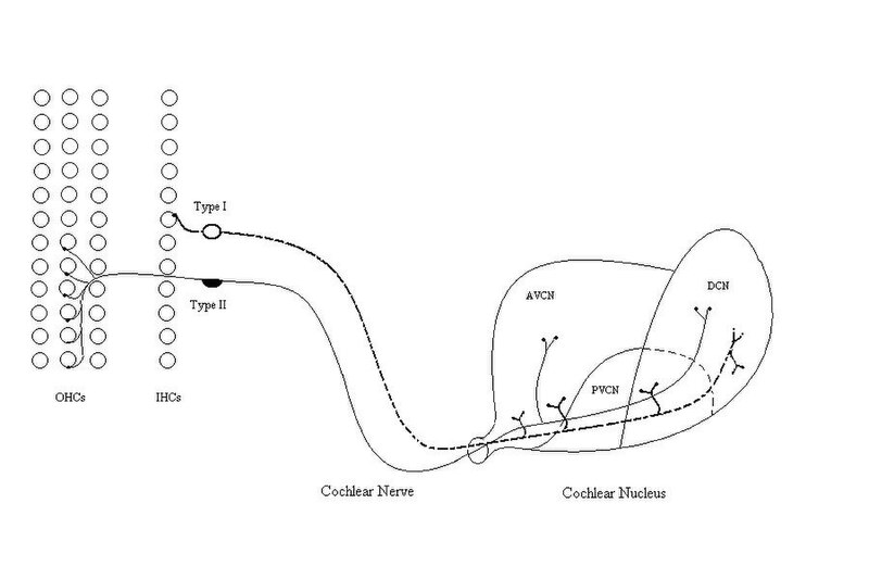 File:Cochlear nucleus innervated by a branching auditory nerve fibre.JPG