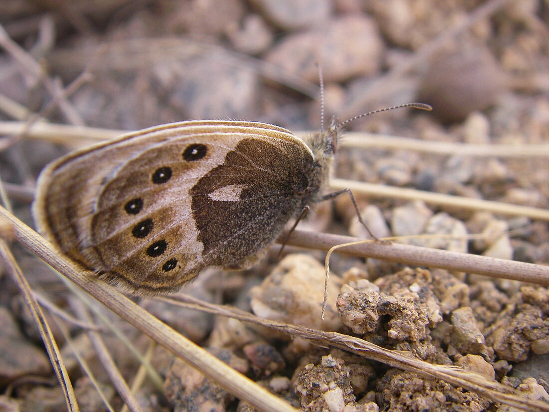 Coenonympha vaucheri