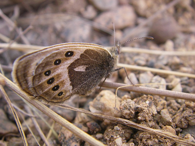 File:Coenonympha vaucheri 2332679.jpg