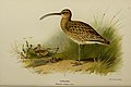 Coloured figures of the birds of the British Islands - issued by Lord Lilford (19678278933).jpg