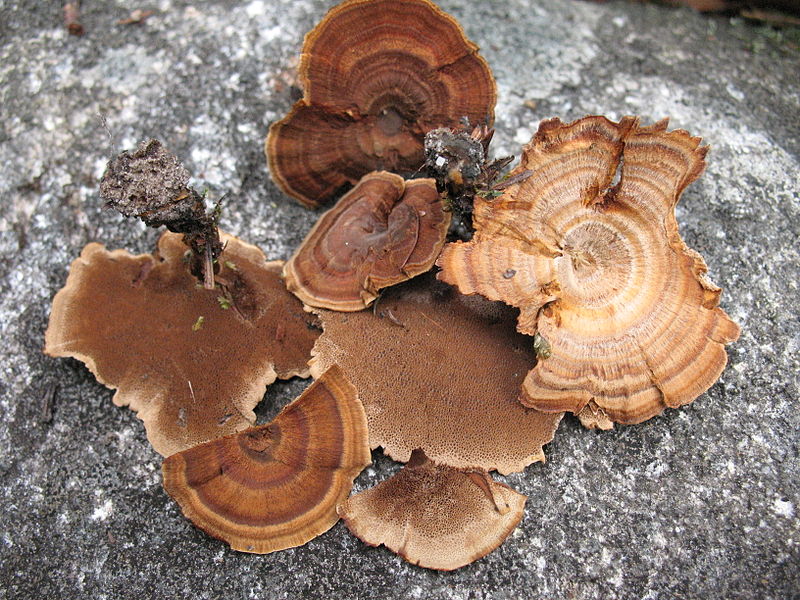 File:Coltricia cinnamomea (7996980348).jpg