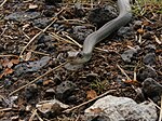 Western Yellow-bellied Racer