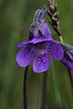 Közönséges vajvirág - Pinguicula vulgaris (18349311795) .jpg