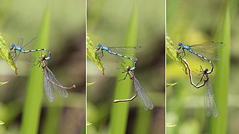 Acasalamento da libélula-comum-azul (Enallagma cyathigerum) em Whitecross Green Wood, Oxfordshire, Inglaterra. O composto mostra como a fêmea equilibra seu abdômen para iniciar o acasalamento (definição 5 197 × 2 922)