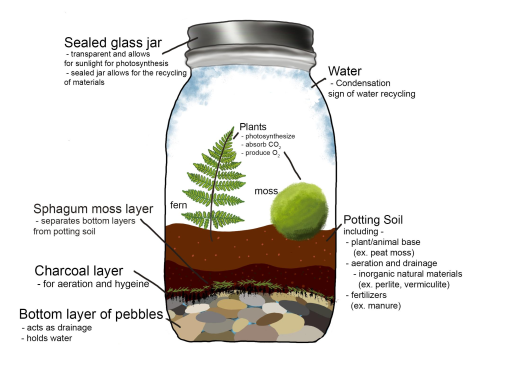 File:Components of a Successful Mesocosm.svg