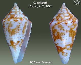 <i>Conus philippii</i> Species of sea snail