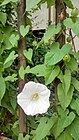 Convolvulus Corsico.jpg