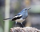 National bird: Oriental Magpie-Robin