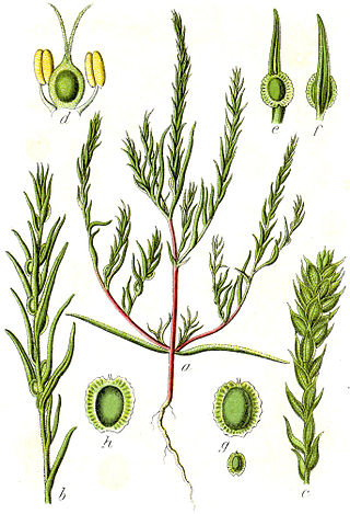 <span class="mw-page-title-main">Corispermoideae</span> Subfamily of flowering plants