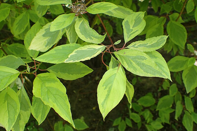 File:Cornus alba 'Spaethii' kz01.jpg