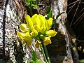 Coronilla juncea enfoque2 2010-6-06 SierraMadrona.jpg