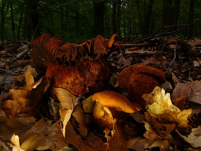 File:Cortinarius orellanus (2).JPG