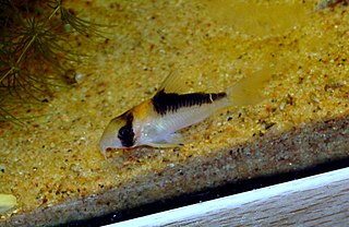 <span class="mw-page-title-main">Adolfo's catfish</span> Species of fish