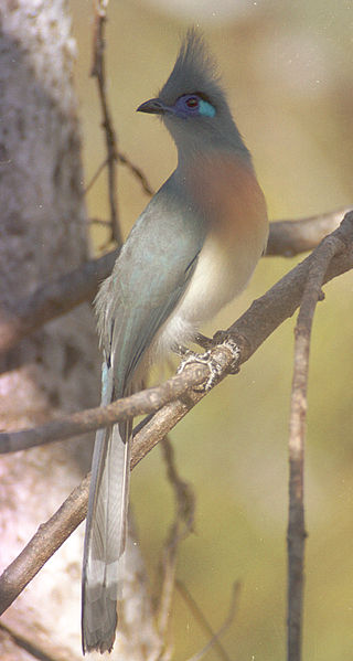 File:Coua cristata (Ankarana NP, Madagascar).jpg