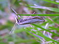 Pyralidae