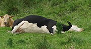 Thumbnail for File:Cow lying on side.jpg
