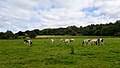 Cows, Waterford Marsh near River Beane