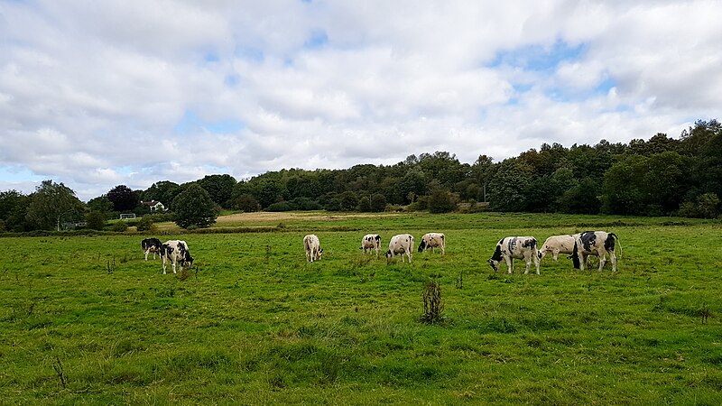 File:Cows, Waterford Marsh near River Beane 2020-08-26.jpg